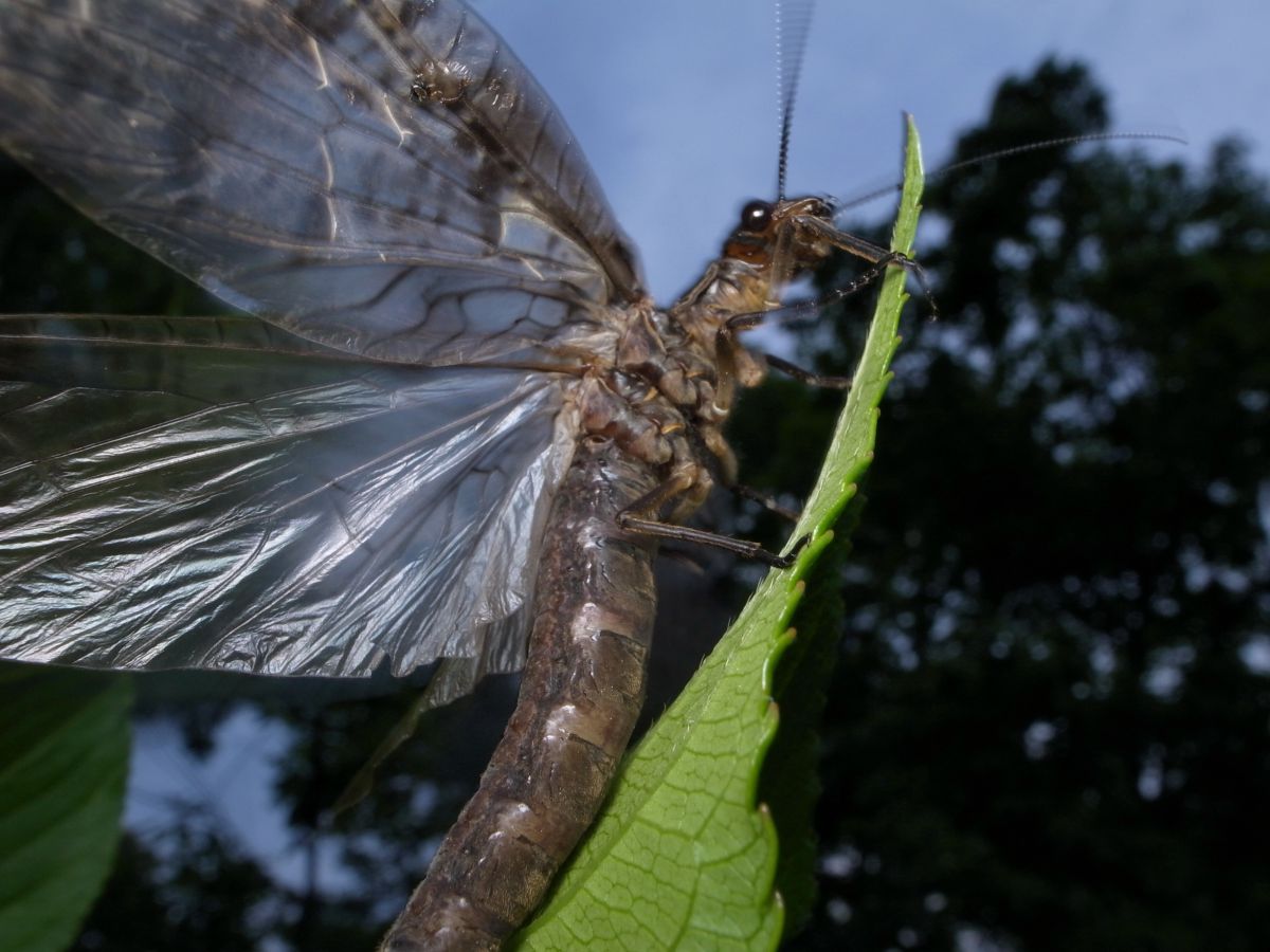 巨大ヘビトンボ クロスジヘビトンボ | GANREF