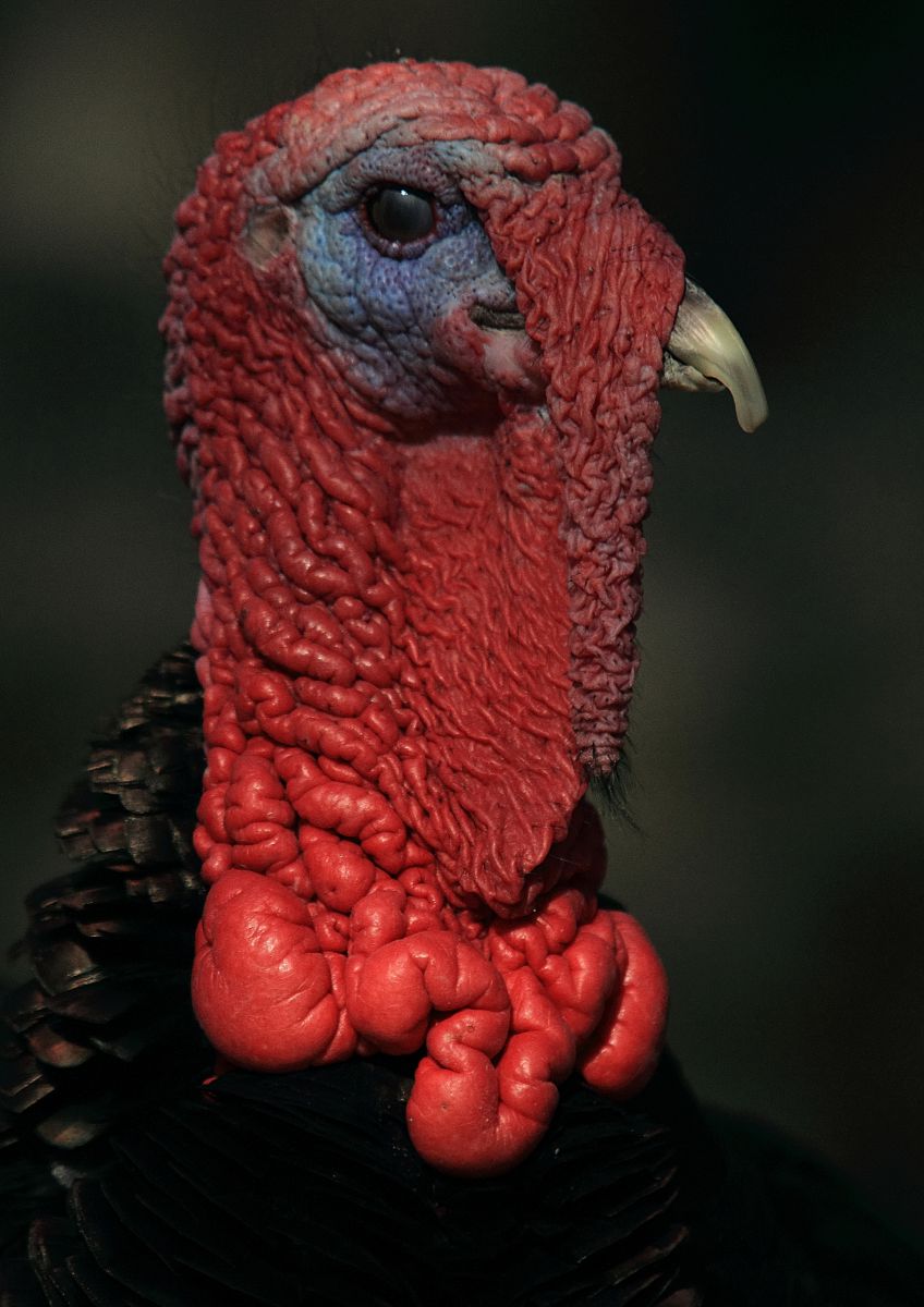 赤いショールの七面鳥 | GANREF