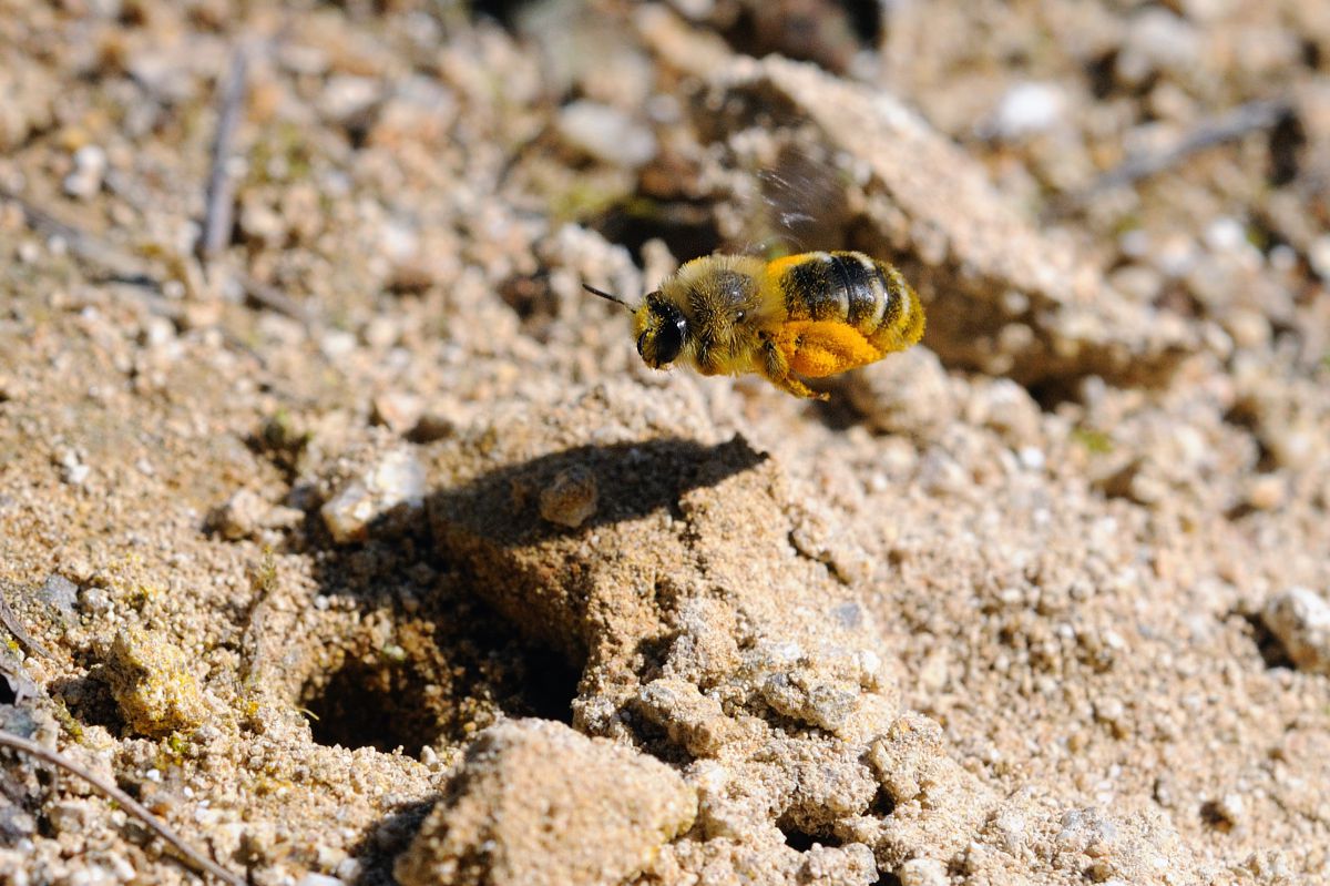 ミツバチ 昆虫シリーズ④ ミツバチ | あきた森づくり活動サポートセンター
