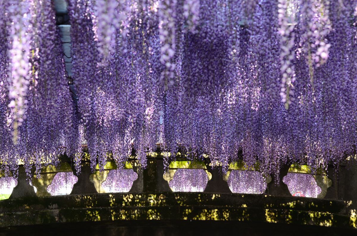 Purple rain | GANREF