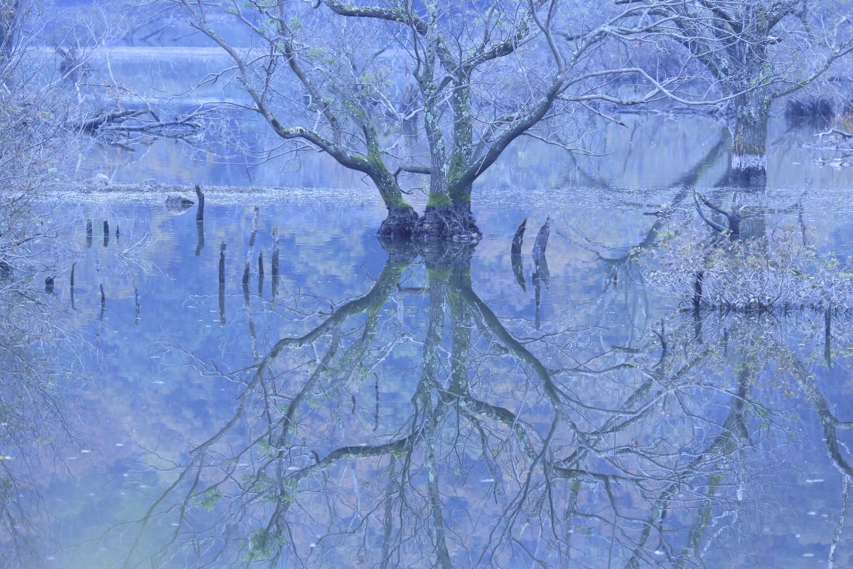 Mirroring | GANREF