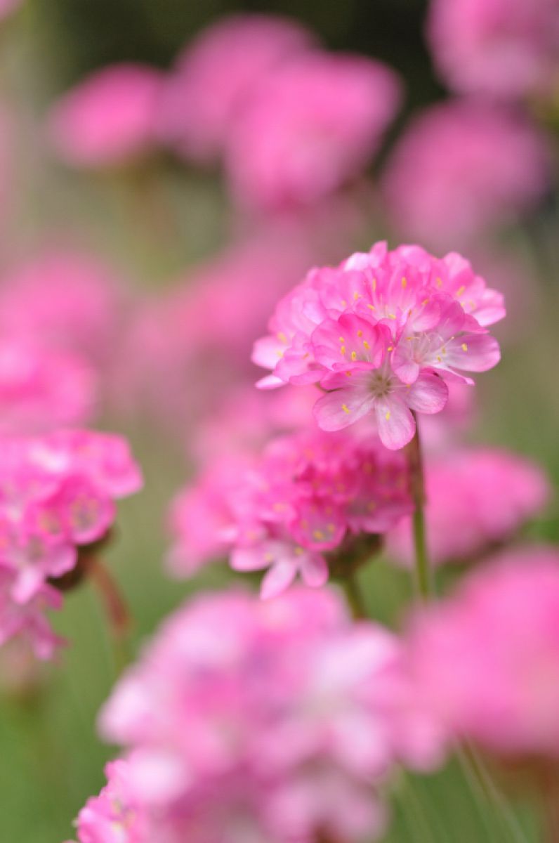 Little Pink | GANREF