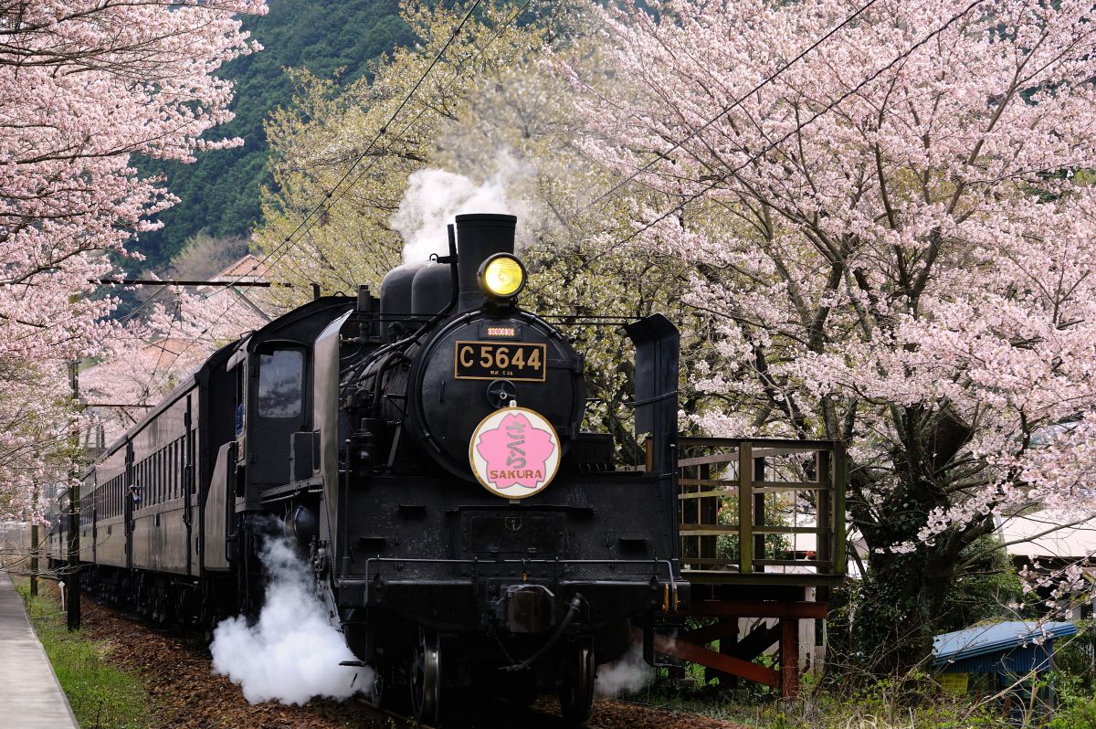 桜トンネルを駆ける | GANREF