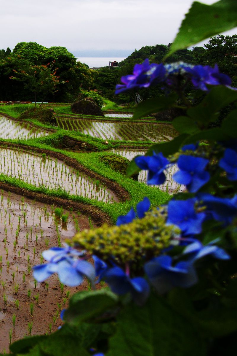 田の畦 | GANREF