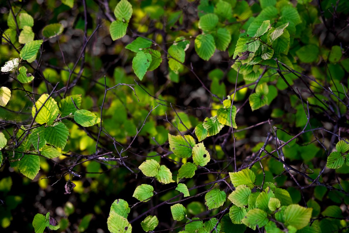 leaf | GANREF