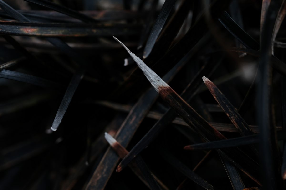 black leaf | GANREF
