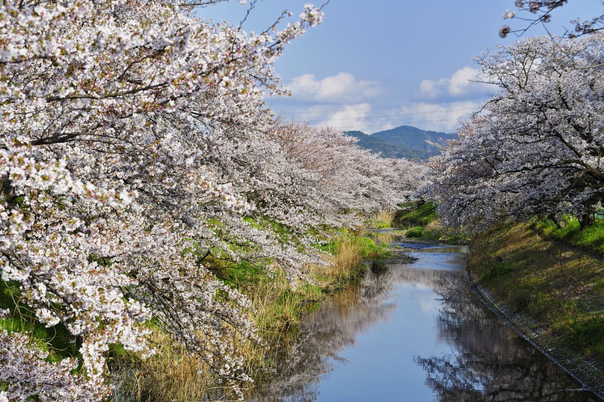 お花見しませんか? | GANREF