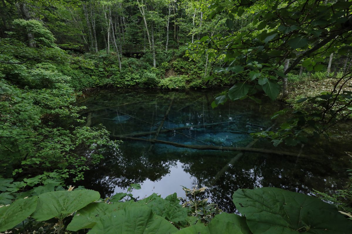 Green & Blue | GANREF