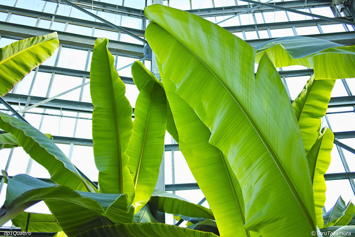 LEAF | GANREF