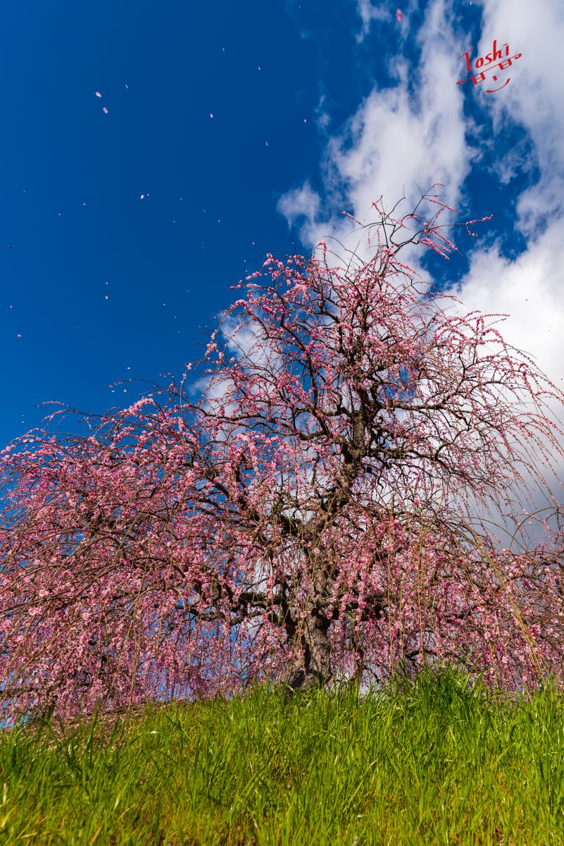 梅の花散る | GANREF 梅の花散る | GANREF