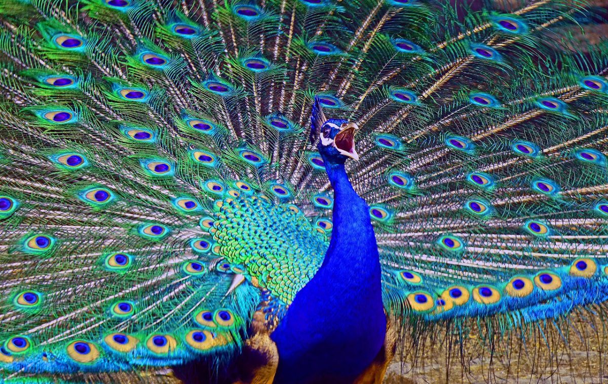 ピーコックの一声 | GANREF