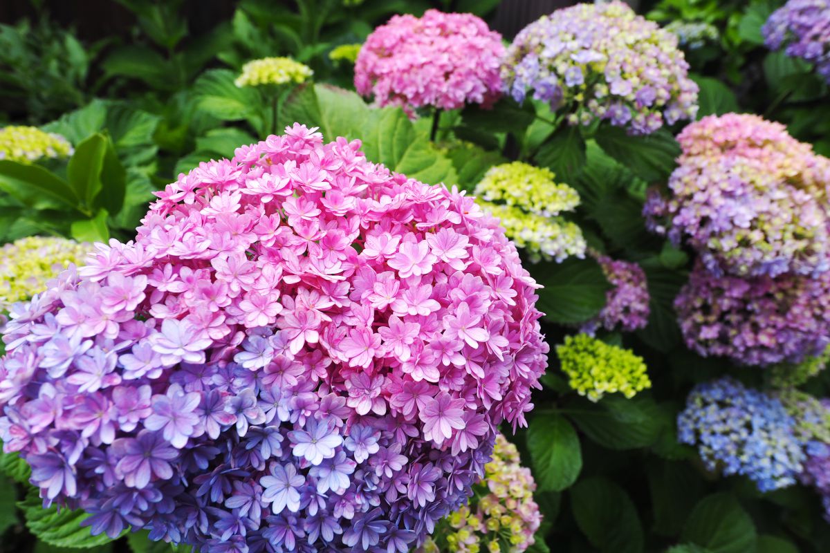虹～紫陽花⭐ 虹色紫陽花 | GANREF