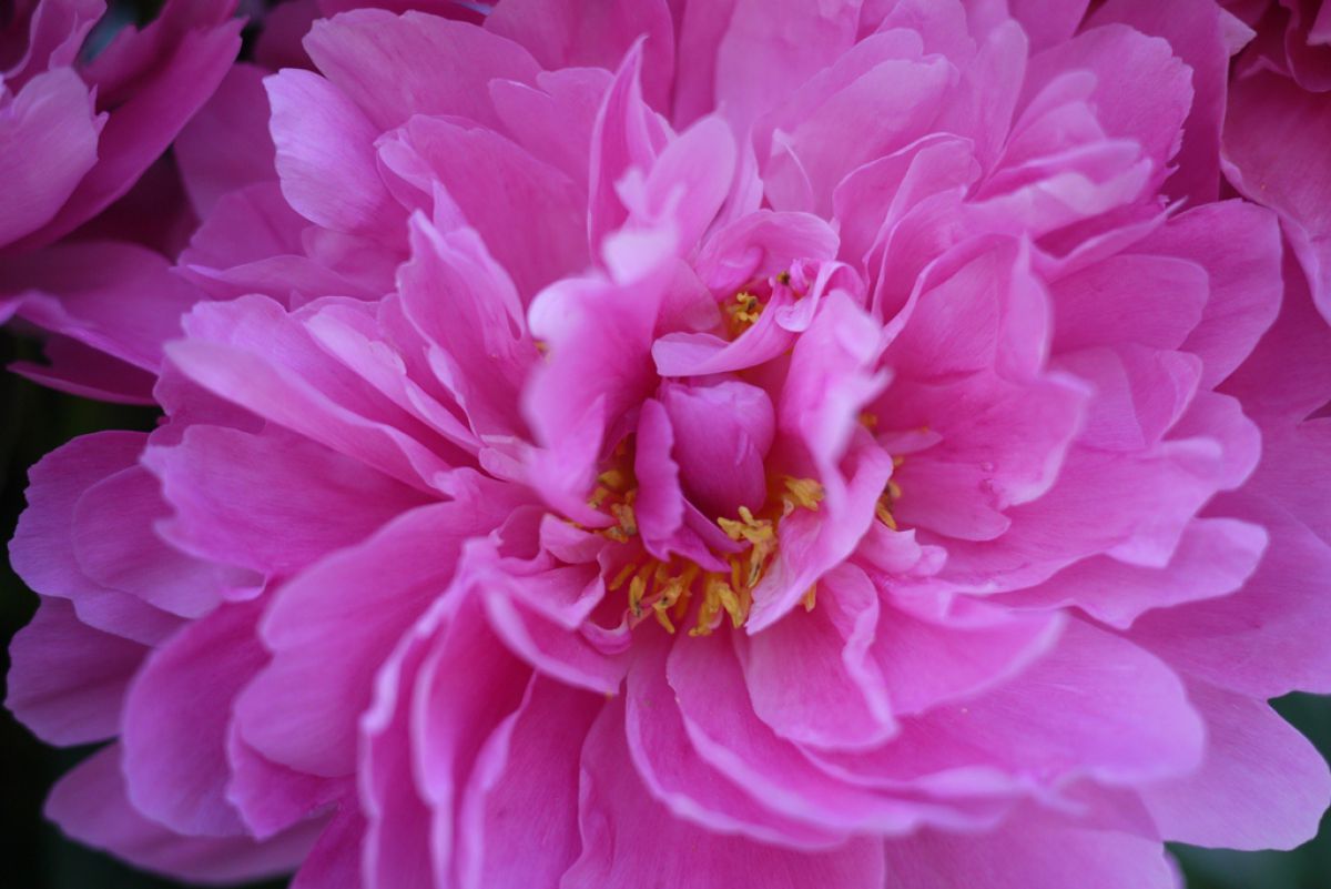 牡丹と花盛り 八重牡丹 | GANREF