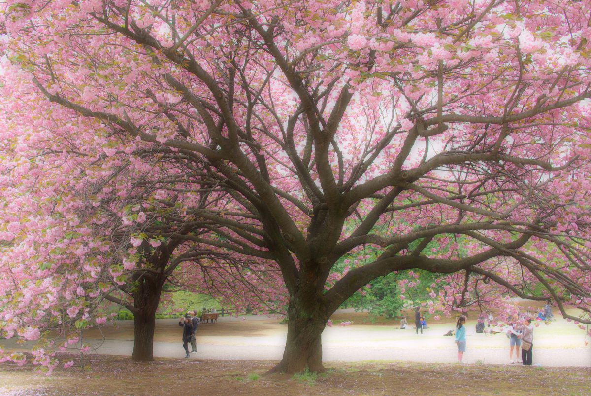 桜の樹 | GANREF