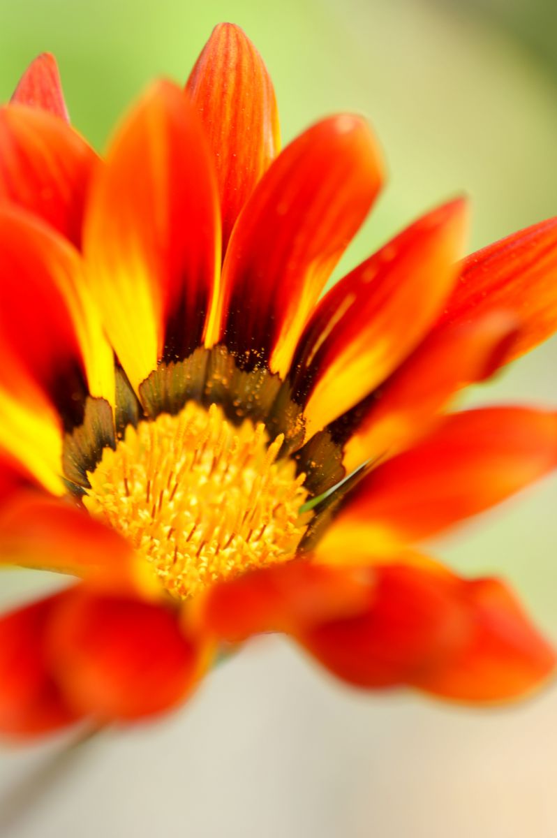 colors of sun | GANREF