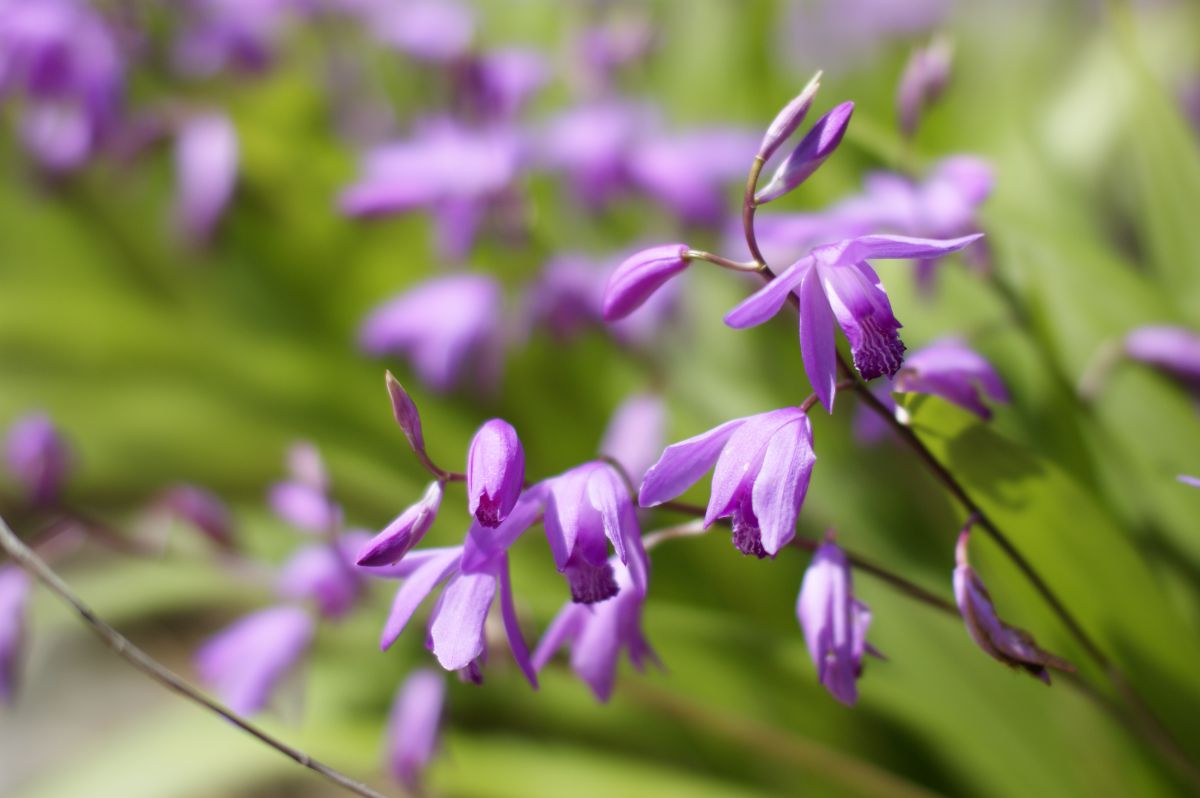 spring purple | GANREF