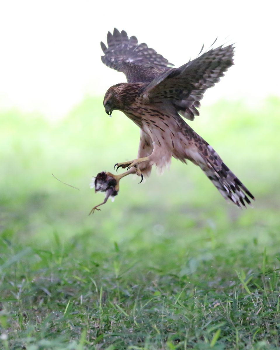 Kana　木彫りの鳥　オオタカ獲物捕獲直前 Kana様専用 木彫りの鳥 オオタカ獲物捕獲直前
