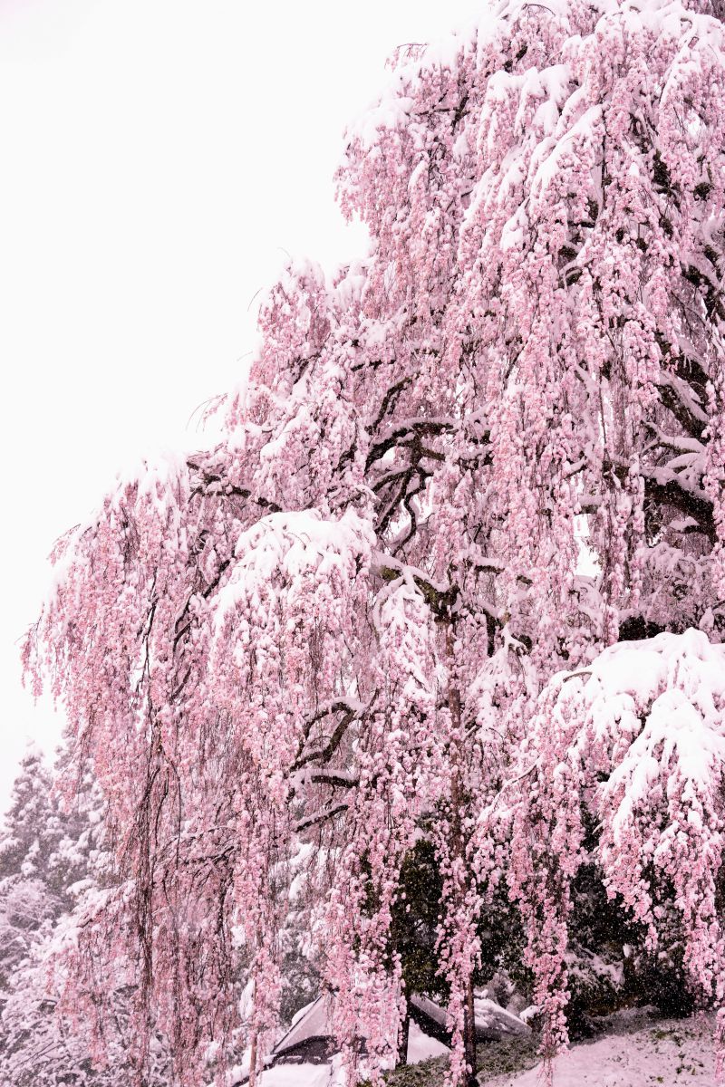 雪と桜 | GANREF
