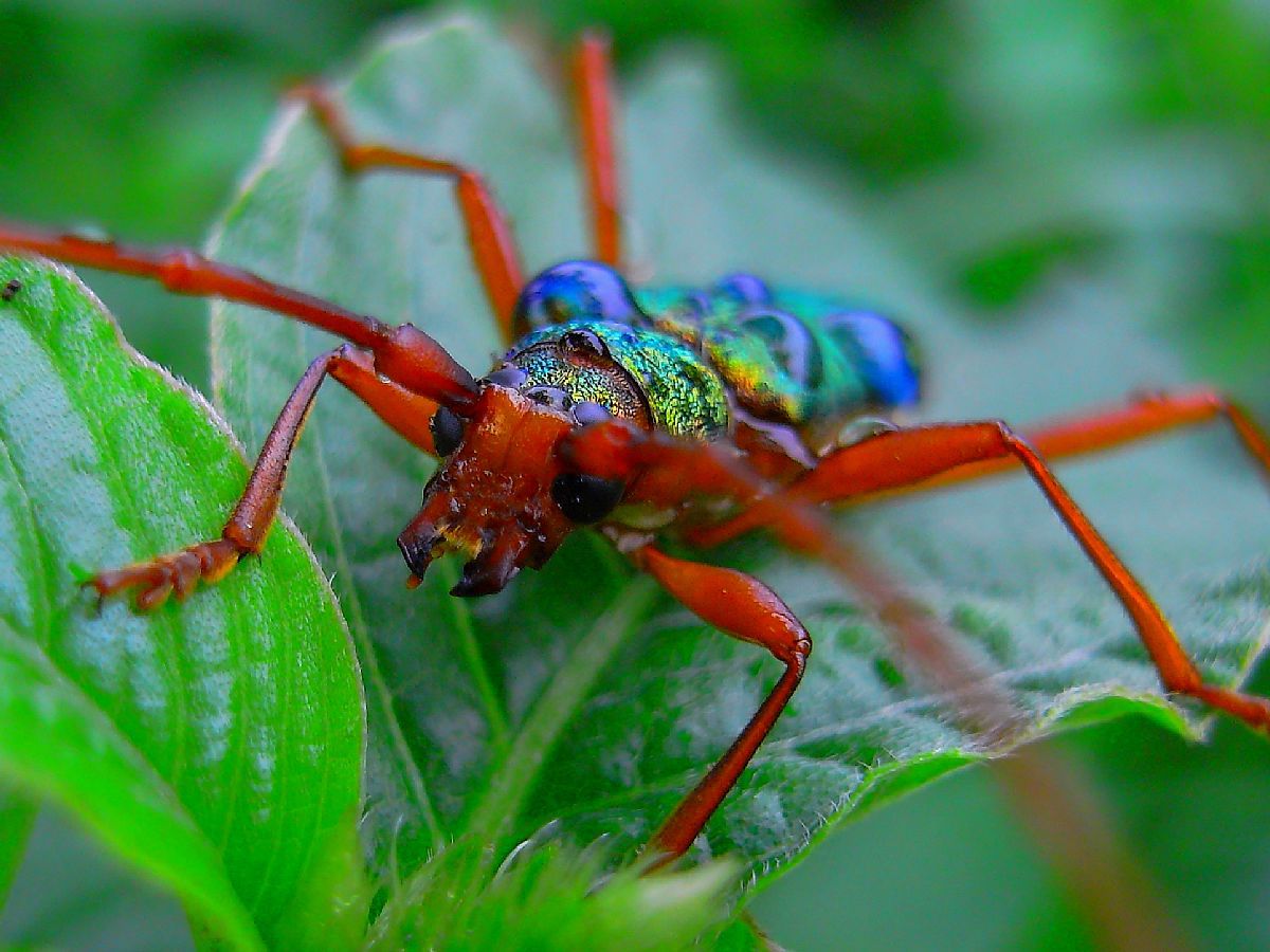 赤足大青カミキリ虫 | GANREF