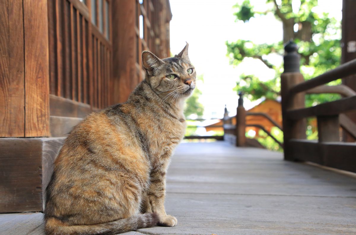 見返り美人 | GANREF