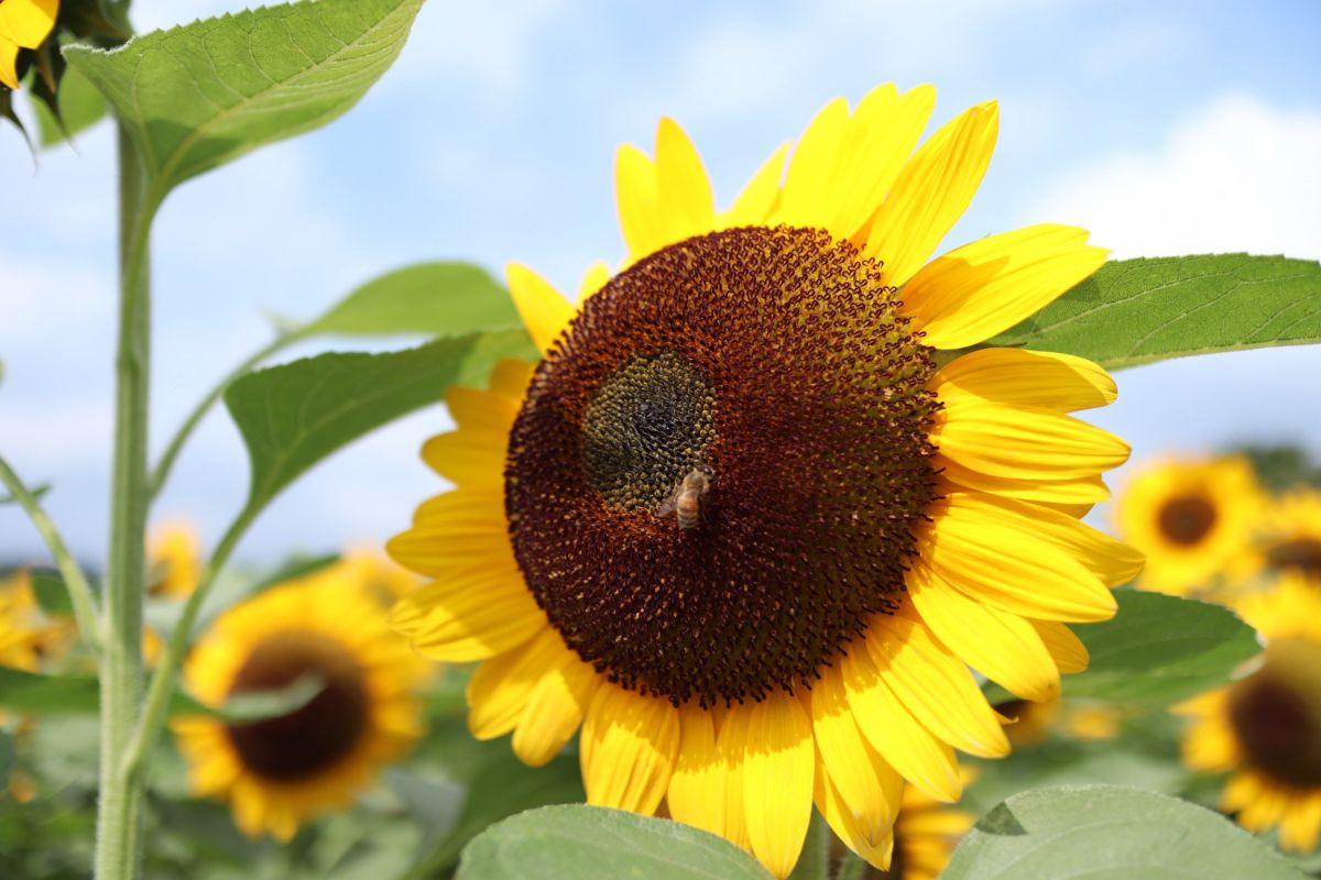 d8546b9217277c684ef88cb0eefd1c