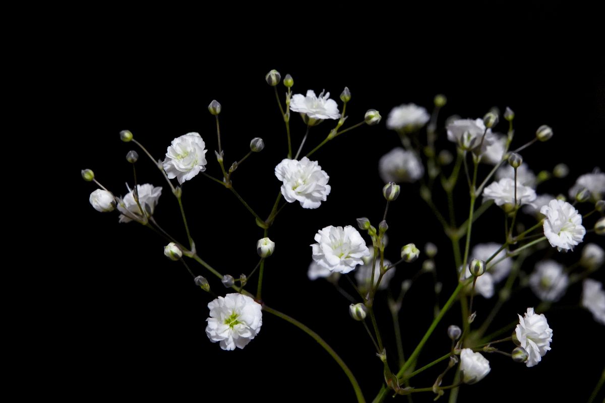 かすみ草 様♡ 生花】カスミ草 マイピンク(50cm-)JAみなべいなみ【早締切-71