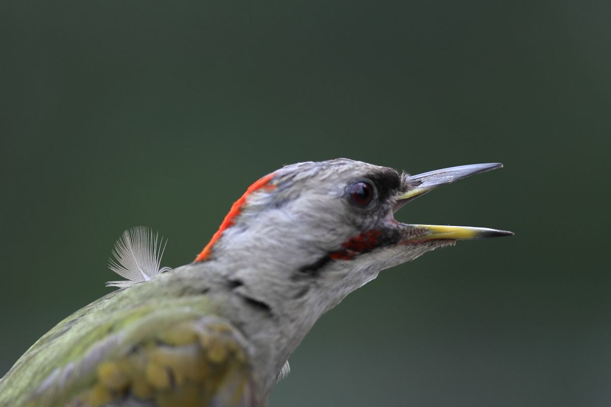 野鳥の羽根 アオゲラ 羽根 アオゲラの 一枚の羽根 | GANREF