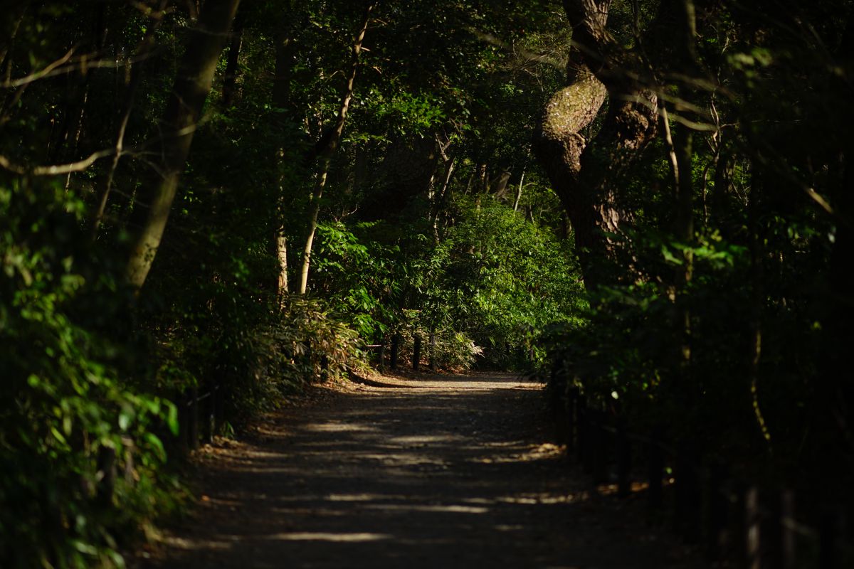 Trail of forest | GANREF