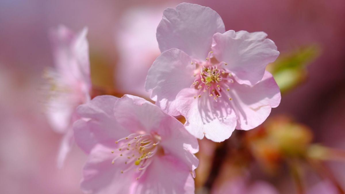 河津桜 ピンク花弁 Ganref