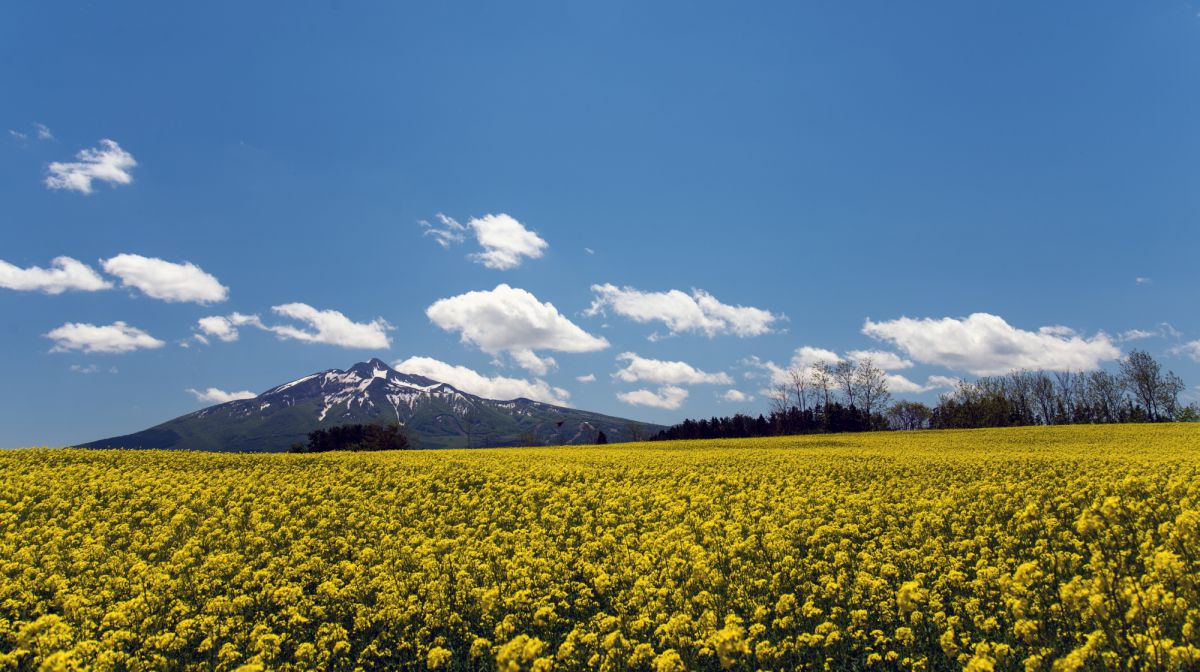 yellow | GANREF