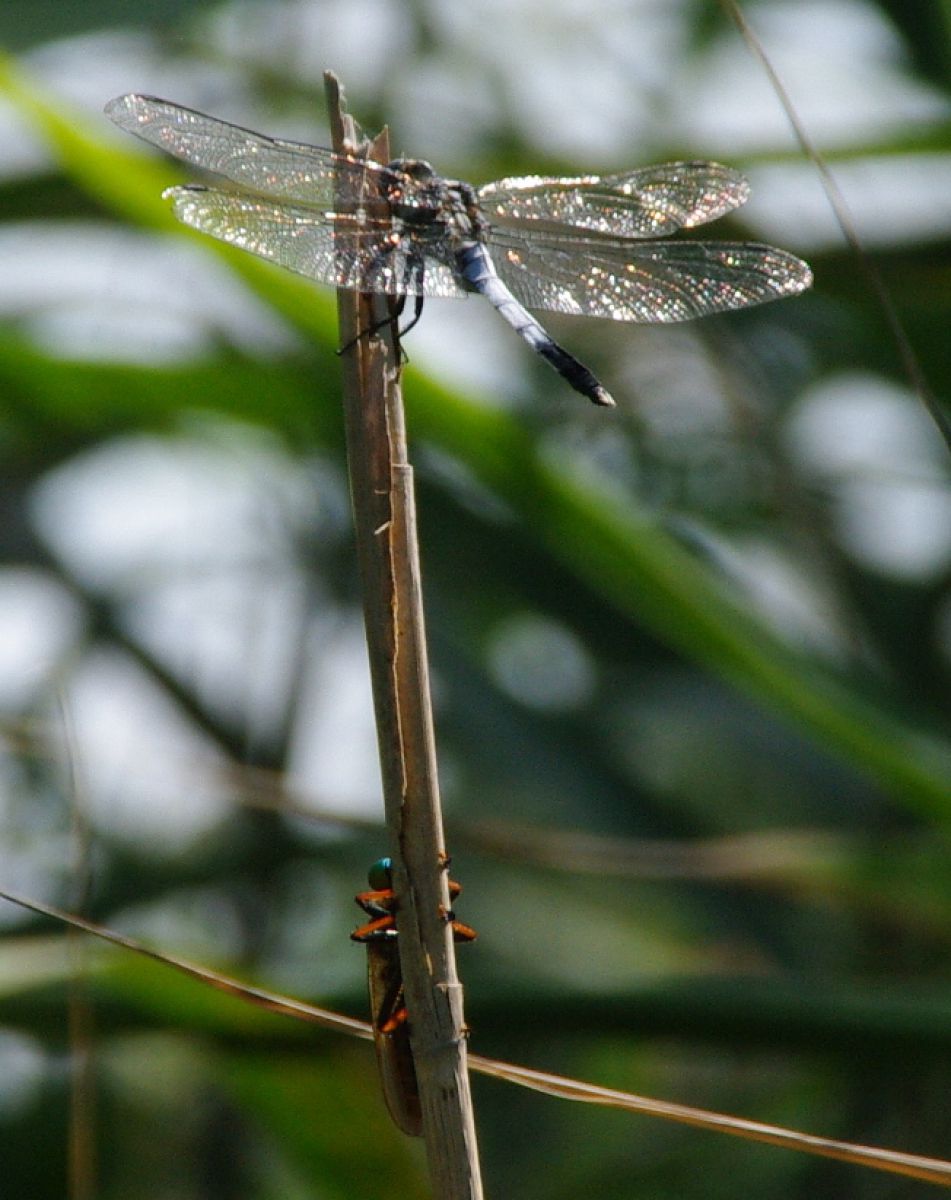 トンボと脱皮前のヤゴ？です | GANREF