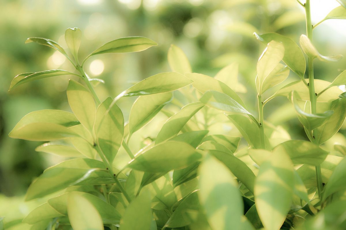 Green | GANREF