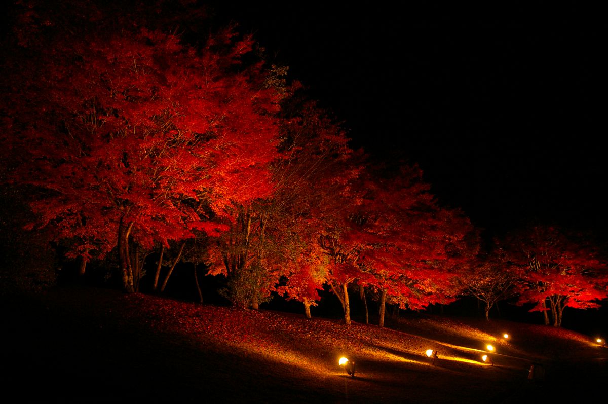 light up | GANREF