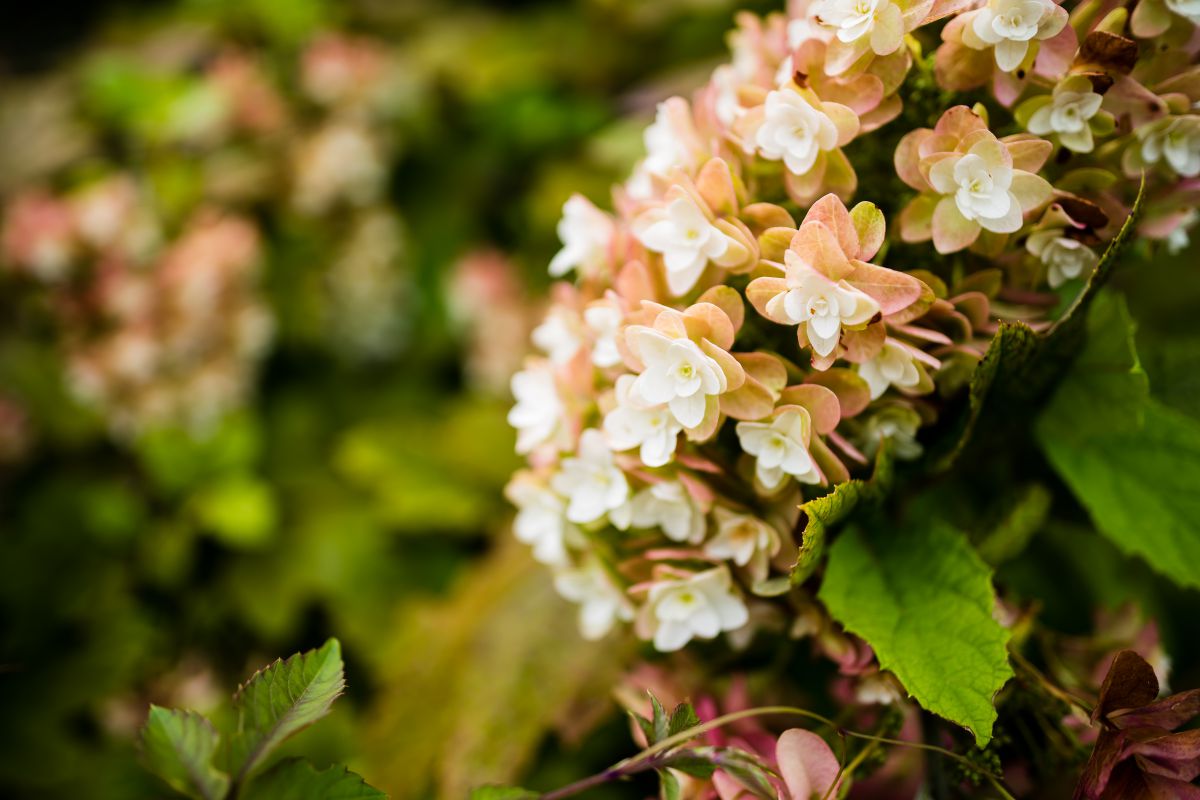 lateblooming hydrangea GANREF
