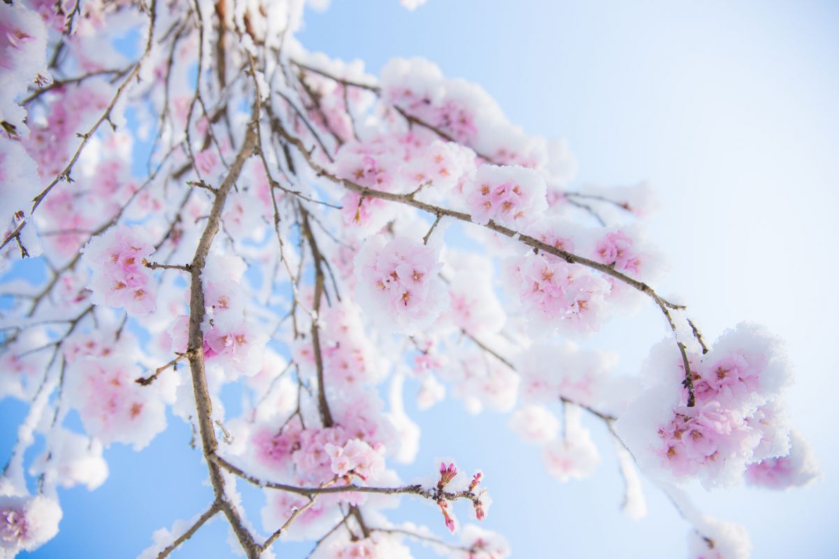 雪桜 | GANREF