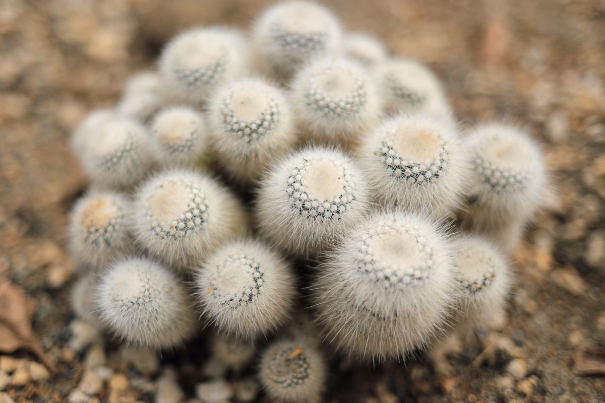 ナウシカにありそうな 植物 草 葉 芽 Ganref