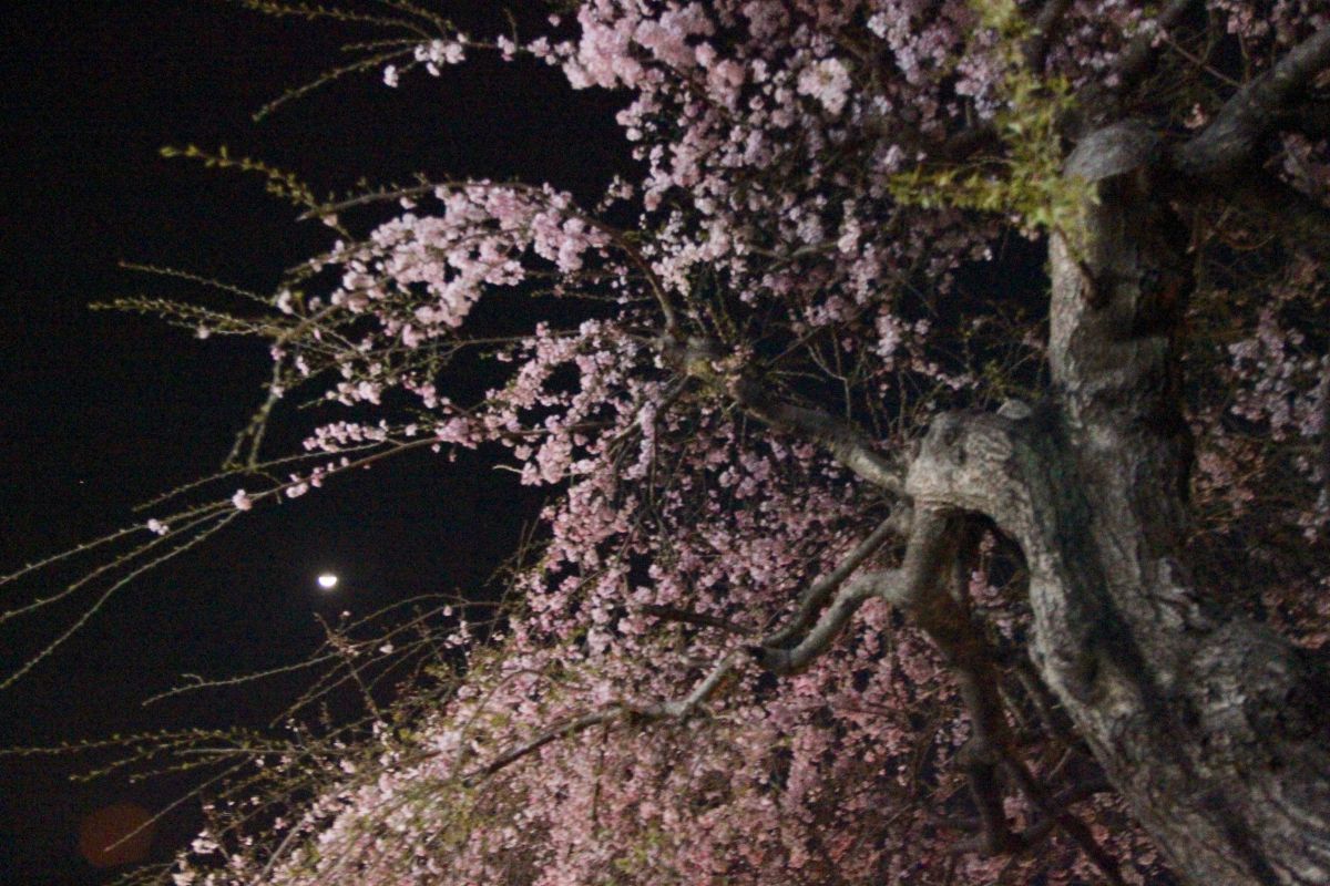 月夜の夜桜 | GANREF