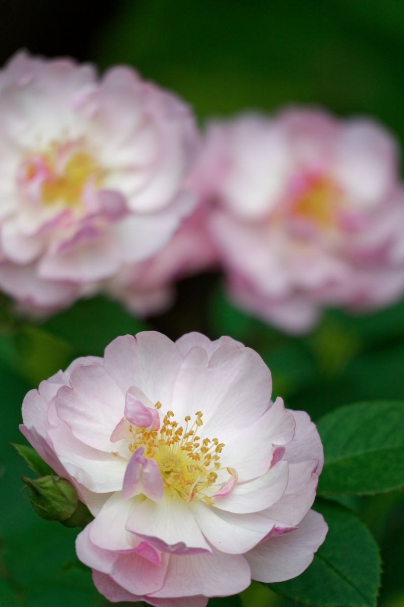 Pink Rose | GANREF
