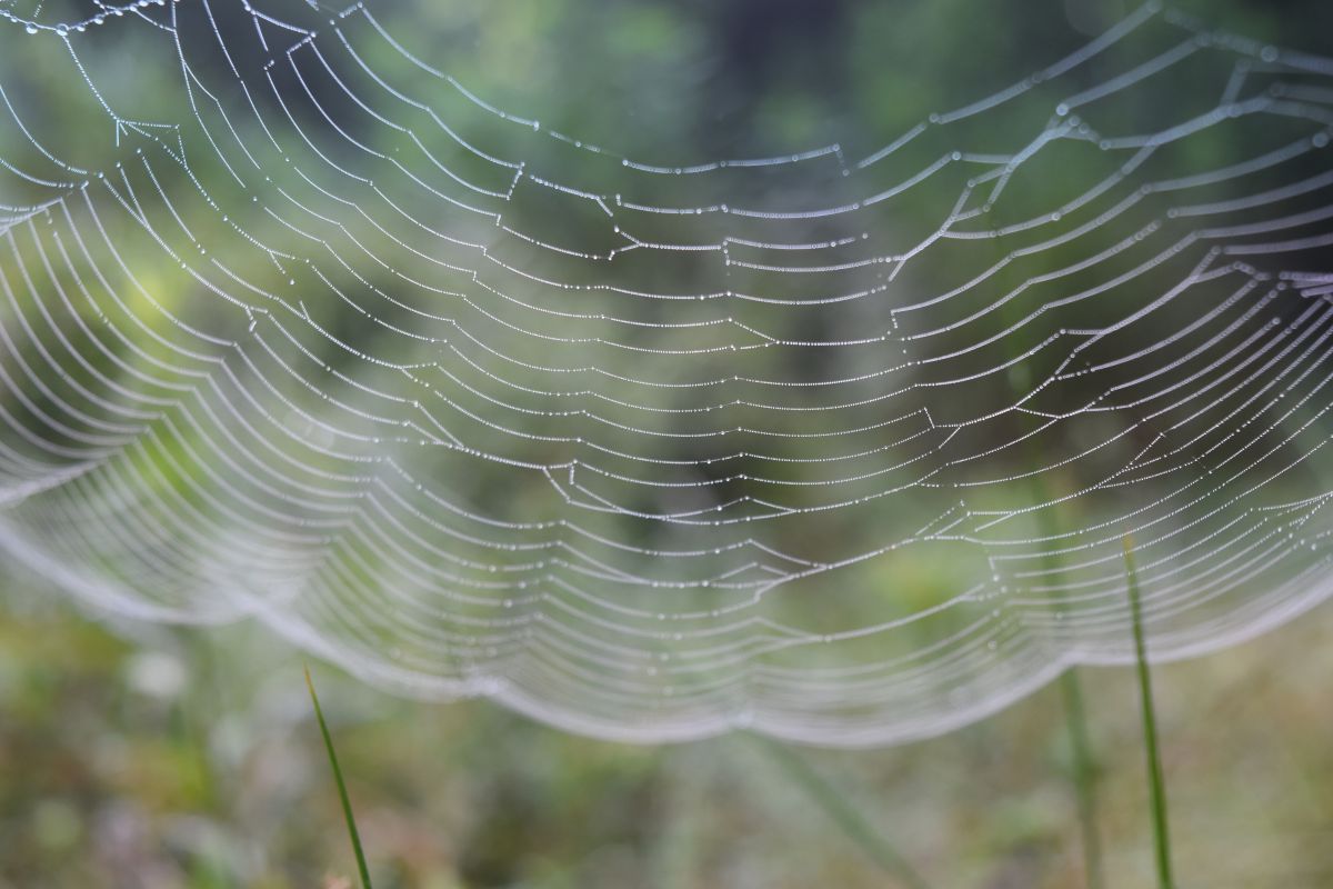 ハンモック GANREF