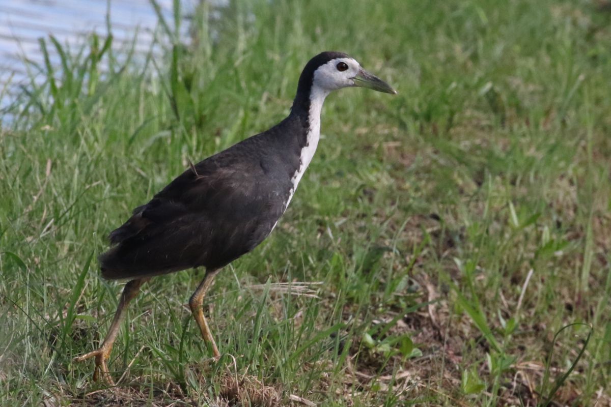 シロハラクイナ GANREF