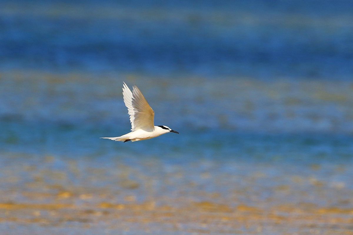 白い鳥 コバルトブルーに白い鳥 | GANREF