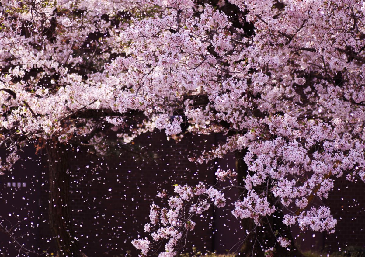 アールビバン／ごとP「桜の花びら舞い散る頃」