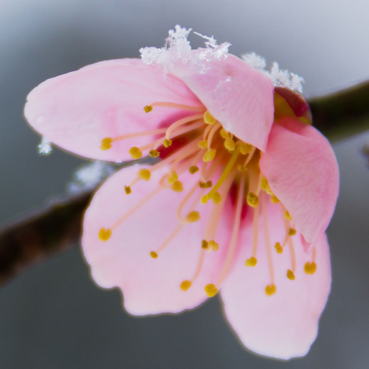 乙女の気持ち GANREF