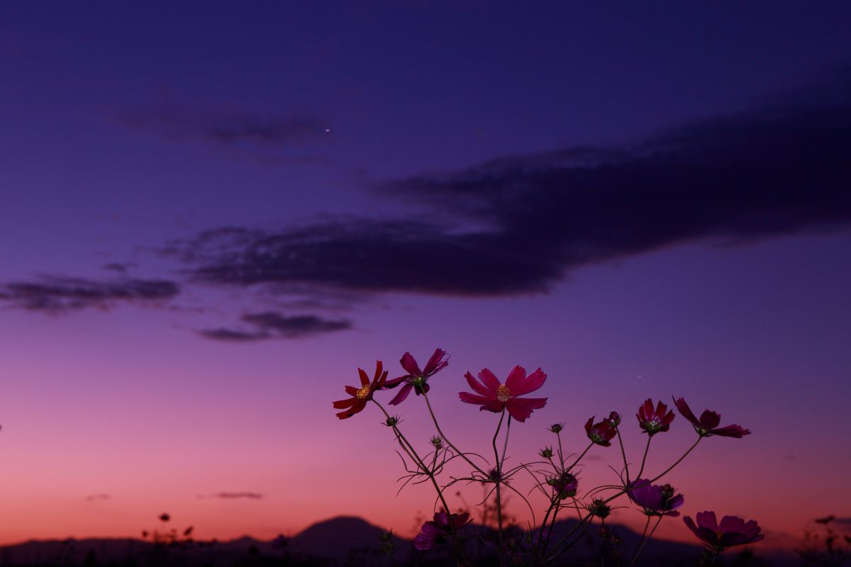 夕暮れ時 | GANREF