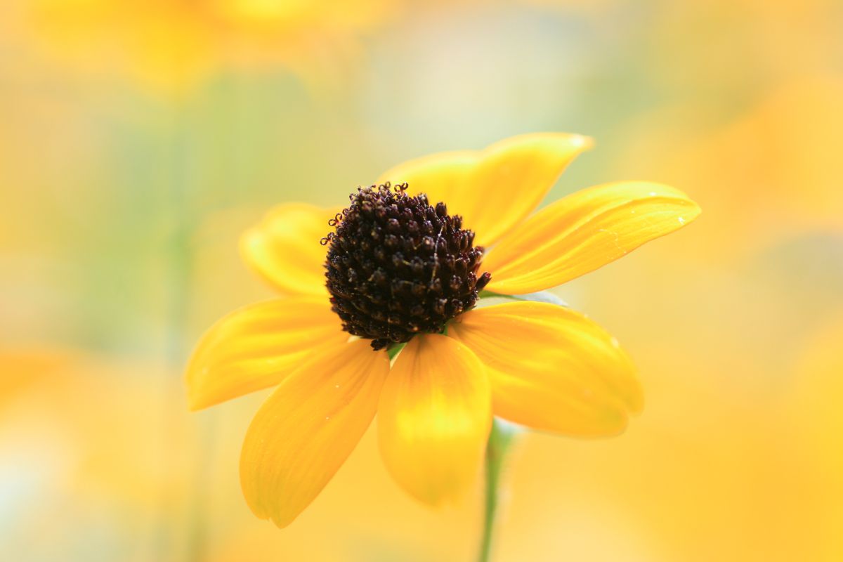 yellow world | GANREF