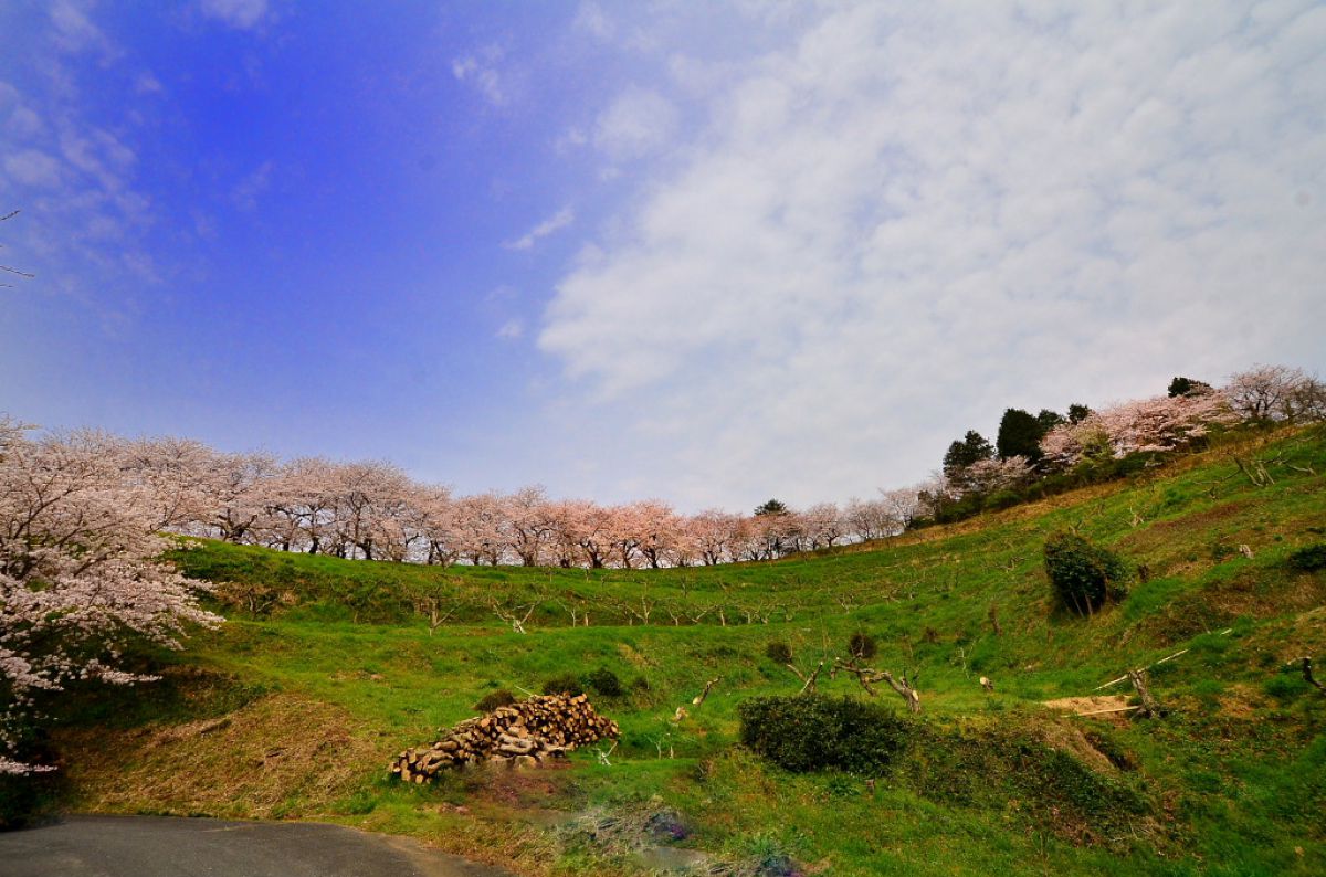夕 月 桜