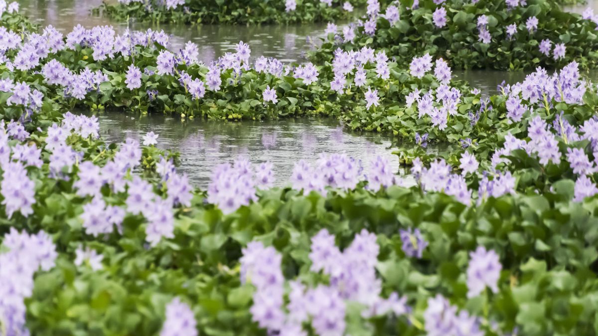 PURPLE RAIN | GANREF