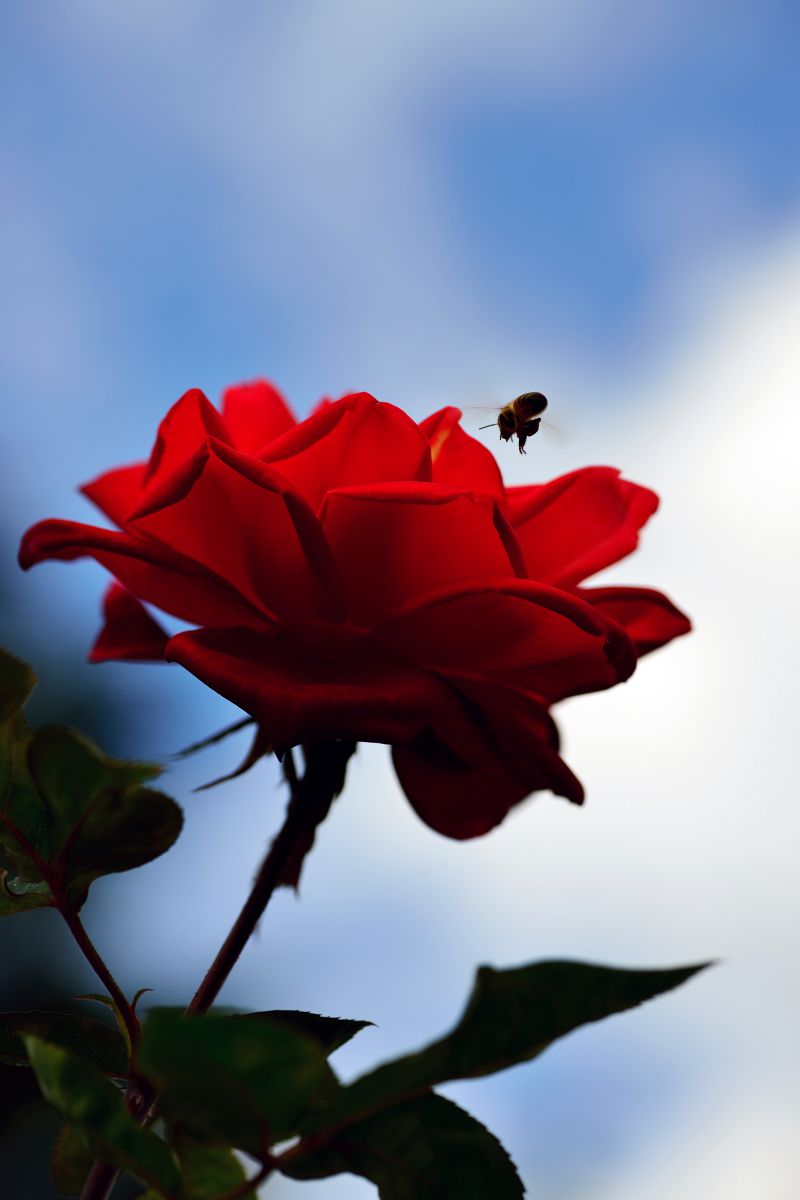 一輪の薔薇と、近寄る昆虫