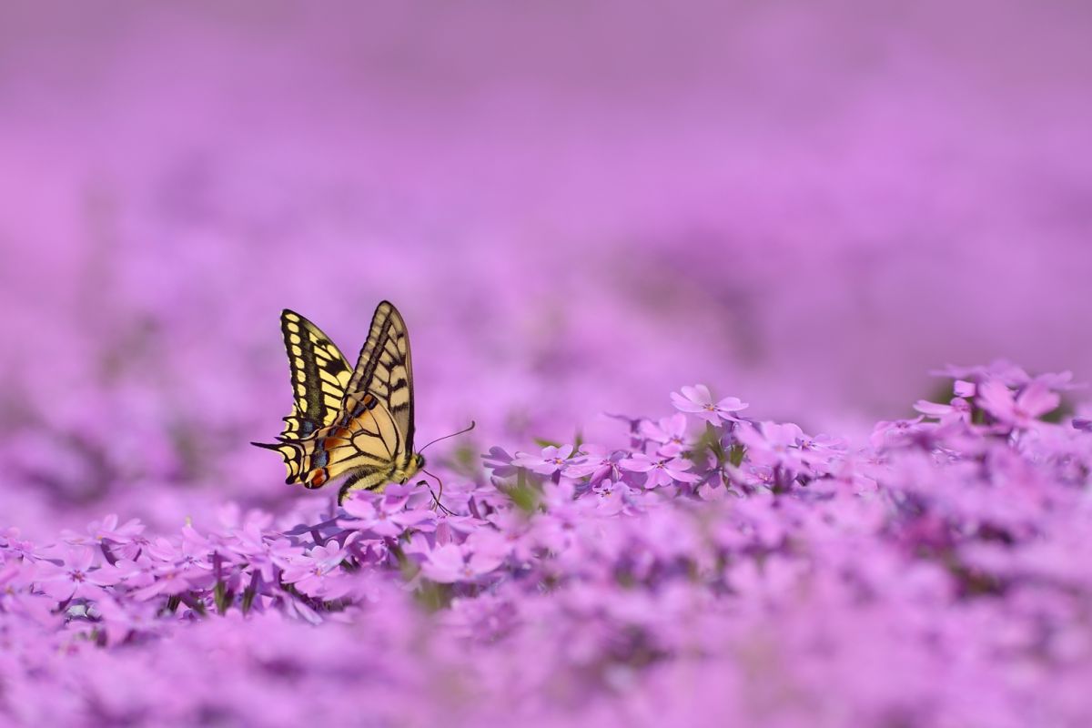purple | GANREF