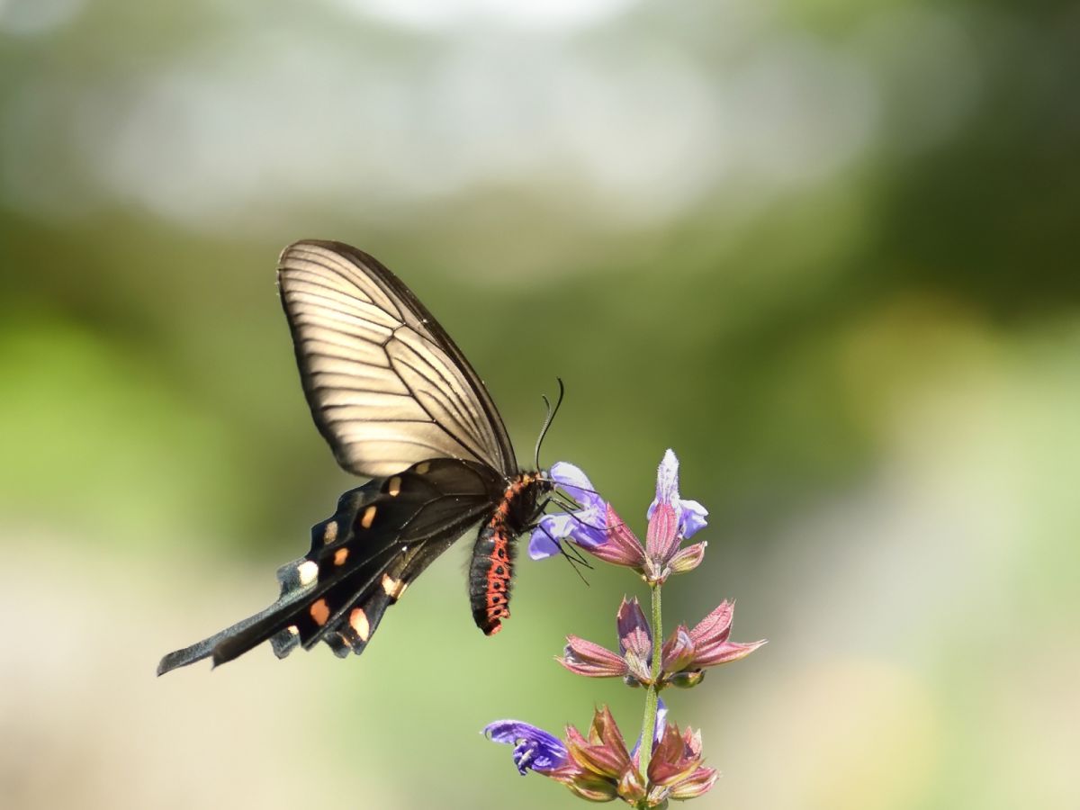 RAID 家と庭、飛ぶ昆虫